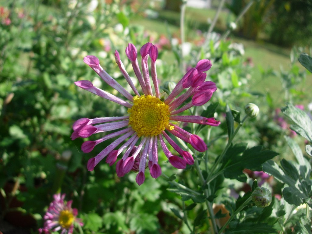 Chrysanthemum morifolium eFlora of India